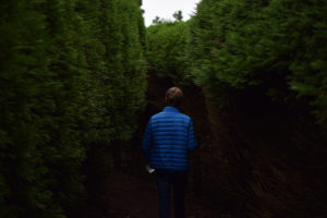 Man walking through tall hedges