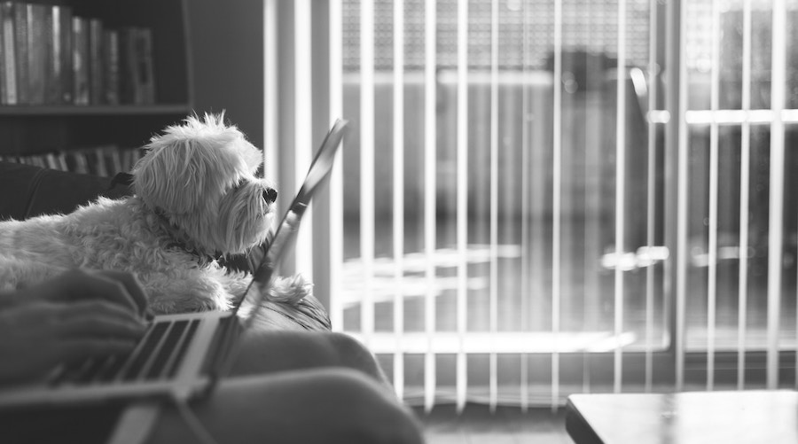 Man Working on Laptop with Dog - Online Dating