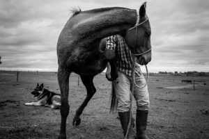 Man With Horse - Masculine Energy